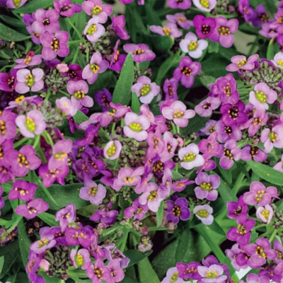 アリッサム ワンダーランド ブルー