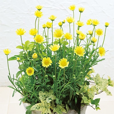 クリサンセマム アップライト クリーム