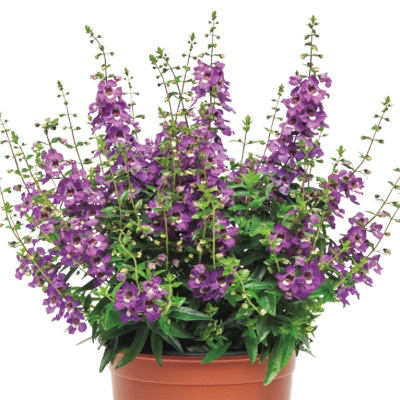 アンゲロニア セレナ ブルー（インプ）