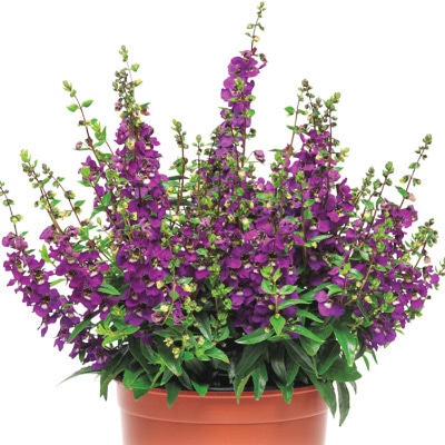 アンゲロニア セレナ パープル（インプ）