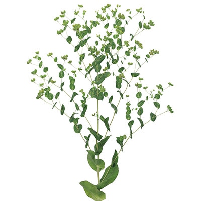 ブプレウルム グリフティー（ver.2）