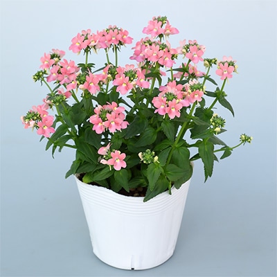 ネメシア アレンジ アプリコット