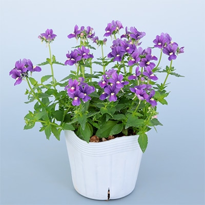 ネメシア アレンジ ディープブルー