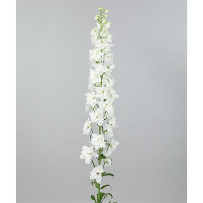 デルフィニウム キャンドルiQ ホワイト