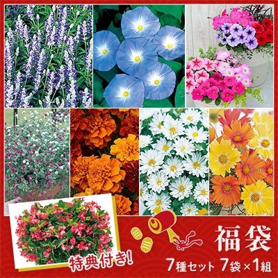 花の種福袋 いろいろお楽しみセット