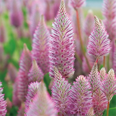 プチロータス マチルダ