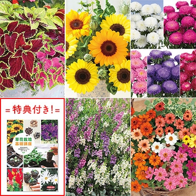 おすすめ草花の種 Aセット