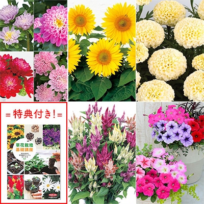 おすすめ草花の種 Bセット