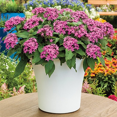 ペンタス グラフィティー バイオレット