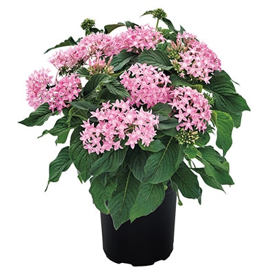 ペンタス グラフィティー ピンク