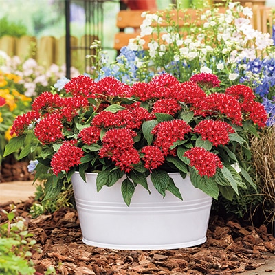 ペンタス グラフィティー レッドベルベット