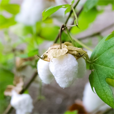 有機種子 和綿 大島在来