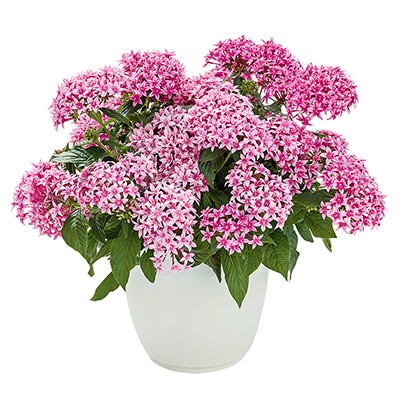 ペンタス グラフィティー フラーティピンク