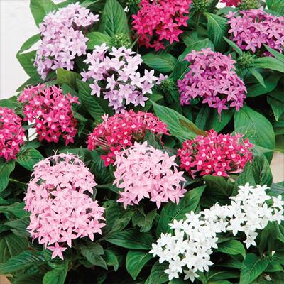 ペンタス グラフィティー ミックス