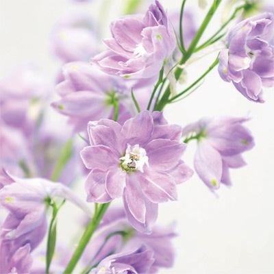 デルフィニウム キャンドルiQ ライラック