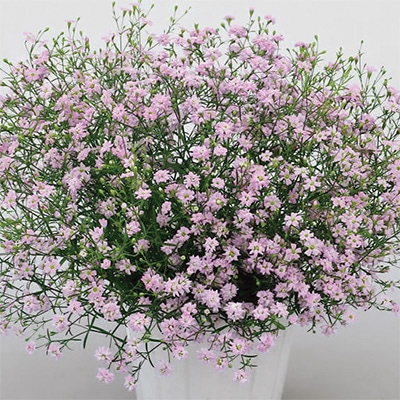 ジプソフィラ（かすみ草） ジプシー ピンク (ver.2)