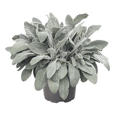 スタキス（ラムズイヤー） ファービー