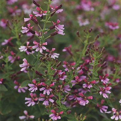 クフェア ピンクシマー