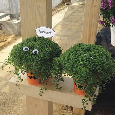 コルシカンミント ミニミント