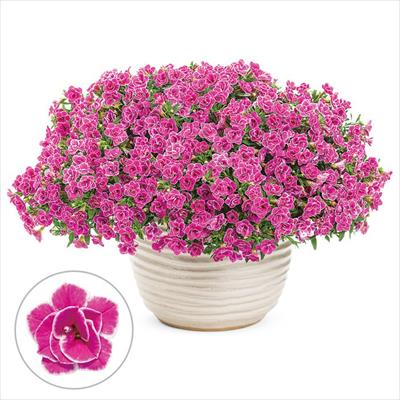 カリブラコア スーパーベル(R) ダブルピンクリップル