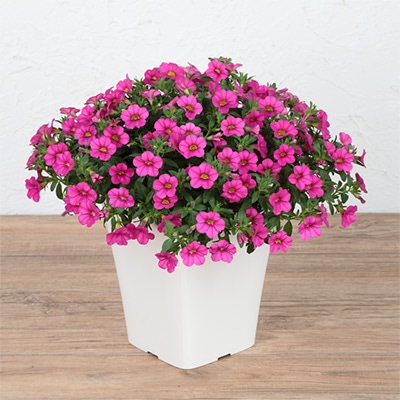 カリブラコア ふわリッチ（R）ローズピンク