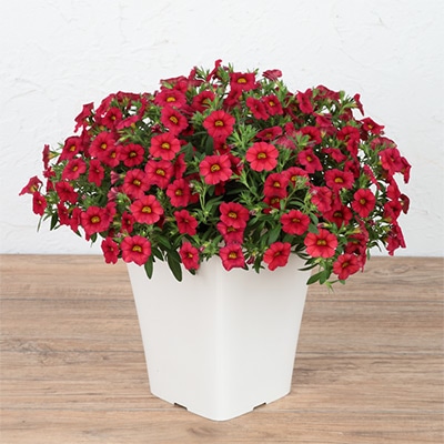 カリブラコア ふわリッチ（R）レッド