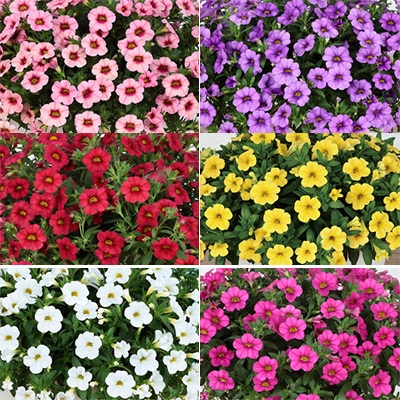 カリブラコア ふわリッチ（R）6種セット