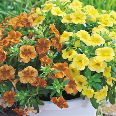 カリブラコア ふわリッチ(R) イエローミックス