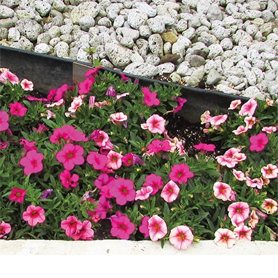 カリブラコア ふわリッチ(R) ピンクミックス