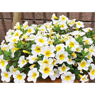 カリブラコア スーパーベル（R）ハニーヨーグルト