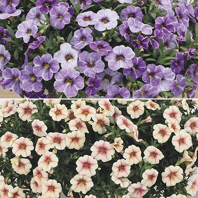 カリブラコア ふわリッチ（R）バイカラー2色セット