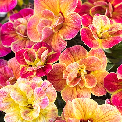 カリブラコア カメレオン ダブルデザートローズ