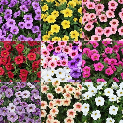 カリブラコア ふわリッチ（R） よくばり見計らいセット