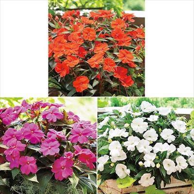 サンパティオ（R)  3種セット 5月お届け