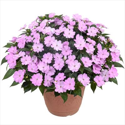 サンパチェンス(R) オーキッド 5月お届け