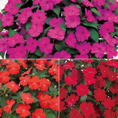 サンパチェンス(R) ビビッドカラー 3種セット 4月お届け