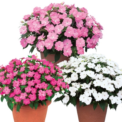 サンパチェンス(R) キュートカラー 3種セット 6月お届け