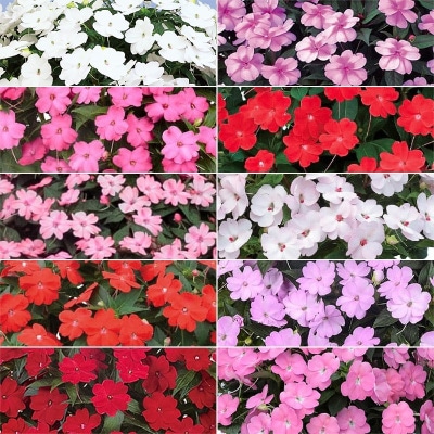 プレゼント付き サンパチェンス(R) オールスター 10種セット 6月お届け