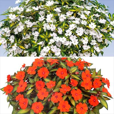 サンパチェンス(R) スプラッシュ 2種セット 5月お届け