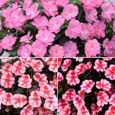 サンパチェンス(R) 2023年春の新色 3種セット 5月お届け