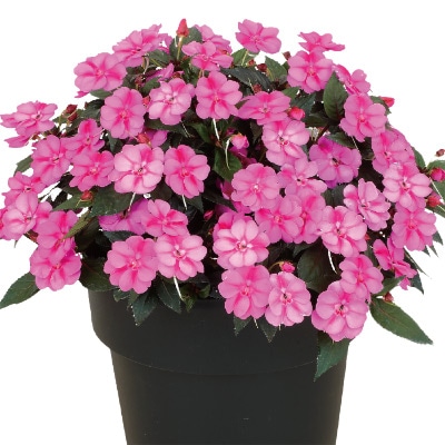 サンパチェンス(R) パープルキャンディー 6月お届け