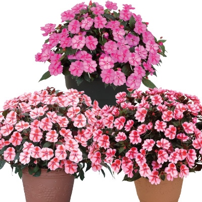 サンパチェンス(R) キャンディー 3種セット 5月お届け