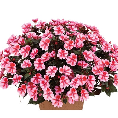 サンパチェンス(R) レッドキャンディー 5月お届け