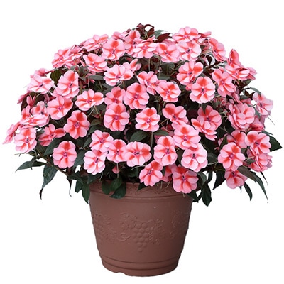 サンパチェンス(R) ピーチキャンディー 6月お届け