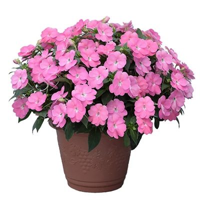 サンパチェンス(R) プリティピンク 4月お届け