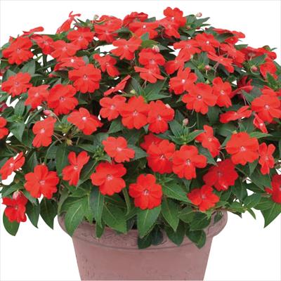 サンパチェンス(R) オレンジ 4月お届け