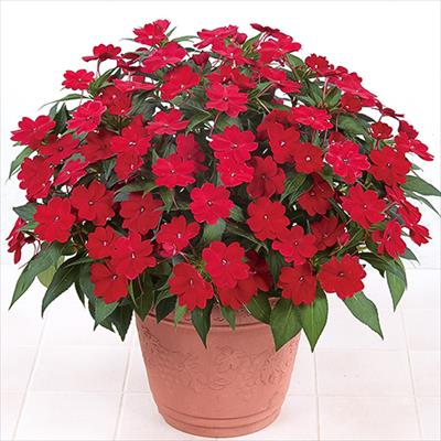 サンパチェンス(R) レッド 4月お届け