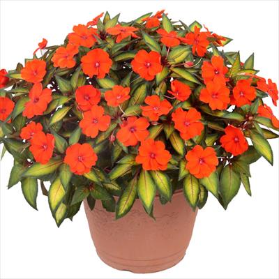 サンパチェンス(R) スプラッシュオレンジ 5月お届け