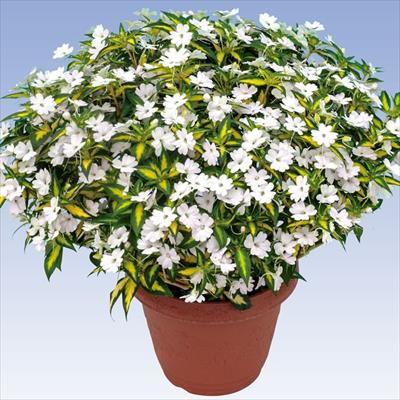 サンパチェンス(R) スプラッシュホワイト(R) 6月お届け