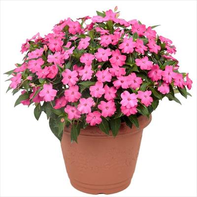 サンパチェンス(R) ローズピンク 6月お届け